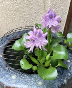メダカ鉢とホテイアオイの花