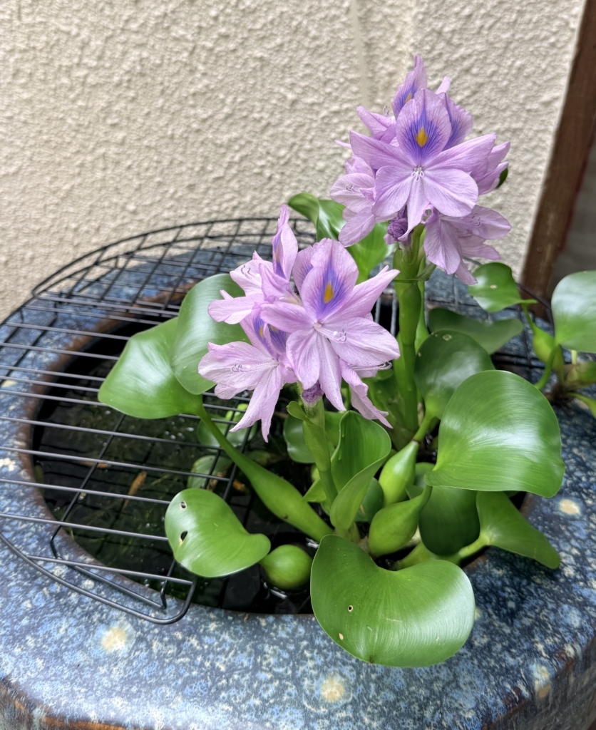メダカ鉢とホテイアオイの花